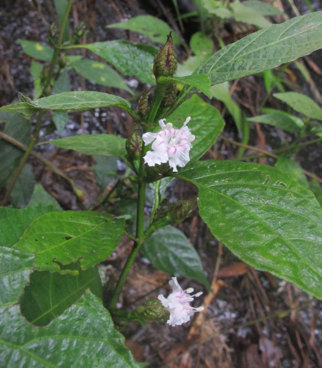 Strobilanthes thwaitesii T.Anderson